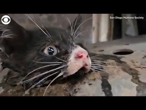 Kitten Rescue: Veterinary team rescues 8-week-old kitten from truck