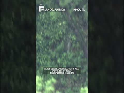 Black bear captured at 'Mouse House' #shorts #Disneybear