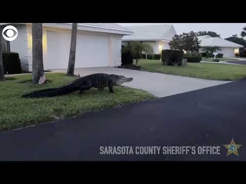 Giant alligator strolls through Florida neighborhood