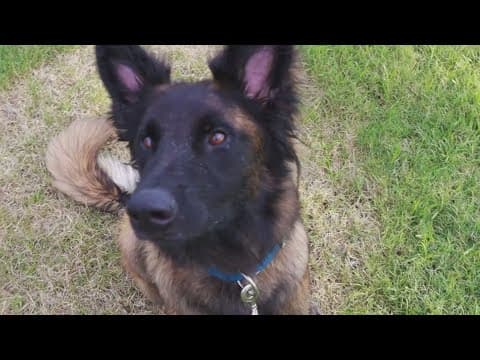 Tailwaggers: Meet Trace