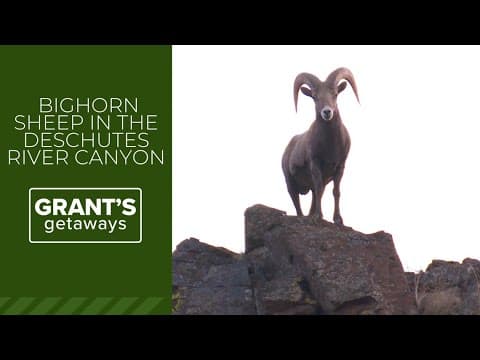 Byway Bighorns on the Deschutes River in Oregon