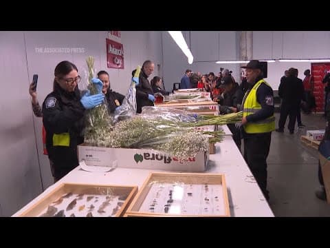 Nearly a billion flowers inspected in Miami are on the way to becoming a Valentine’s Day surprise