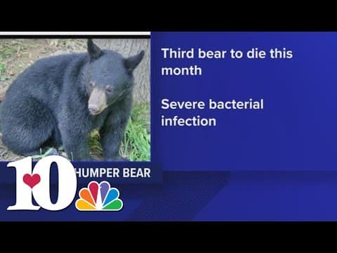 ABR: 'Thumper Bear' dies from illness that killed two other cubs