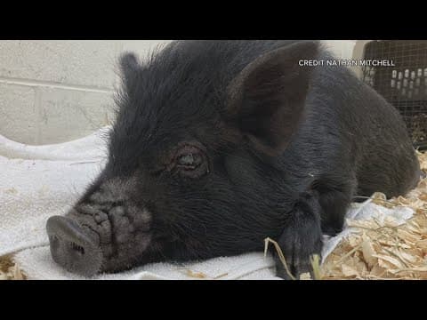 This pig is named for a Washington Capitals legend | Get Uplifted
