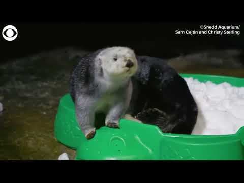 Sea otters play with snow at Shedd Aquarium