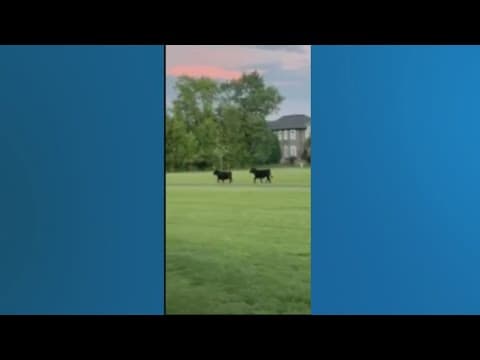 Cows escaped fencing in Dublin after getting spooked by construction
