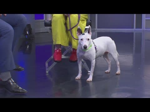 Tailwaggers: Meet Spud