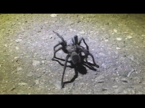 Tarantula sightings are on the rise | What to do if you find one in your home