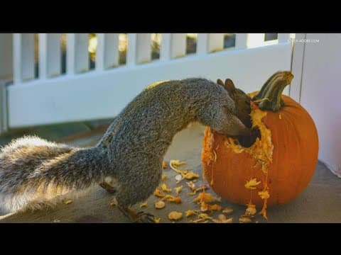 How to repurpose your pumpkin post-Halloween
