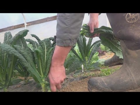 Heavy rainfall may not improve drought conditions in East Tennessee, impacting farmers