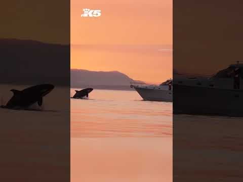 Driver of boat that drove through pod of orcas gets $1,000 fine