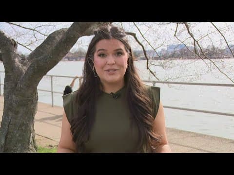 DC's cherry blossoms are halfway to peak bloom, here's what that looks like