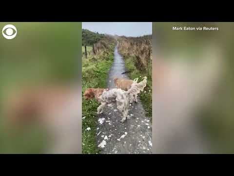 Dogs run through foam in England