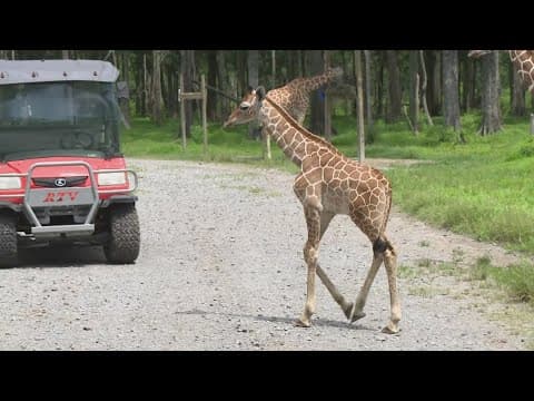 A long-awaited arrival: Audubon Species Survival Center celebrates a special birth