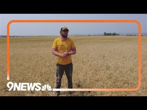Wind, hail destroy 500 acres of crops for farm that supplies craft breweries