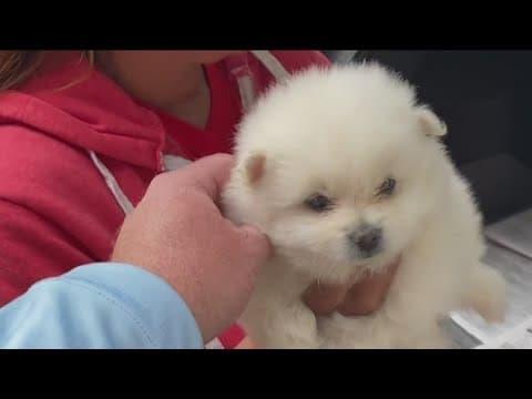 Community outraged over sale of puppies in front of Spring Valley Swap Meet