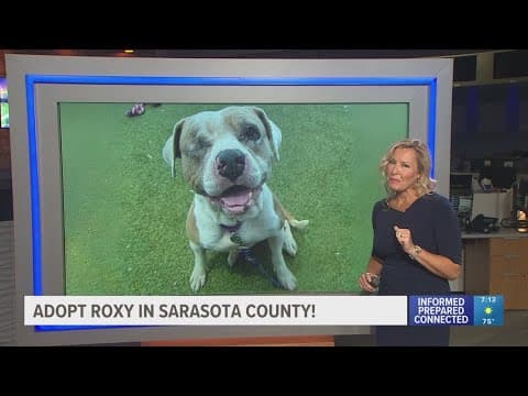 Adopt Roxy at the Humane Society of Sarasota