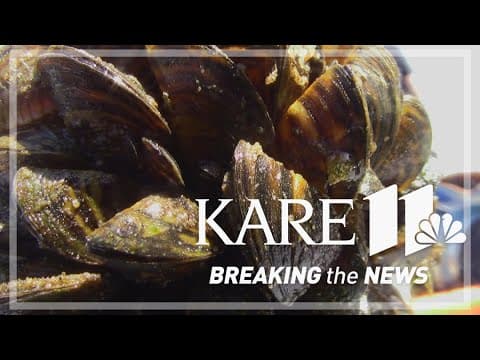 35 years since first zebra mussels discovered in Minnesota, where are we now?