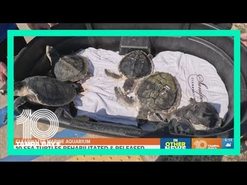 Clearwater Marine Aquarium releases rehabilitated endangered sea turtles