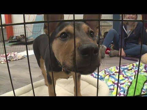 Pet Haven opens its first brick-and-mortar home for rescued animals