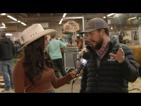 The history behind mini Herefords at the Stock Show
