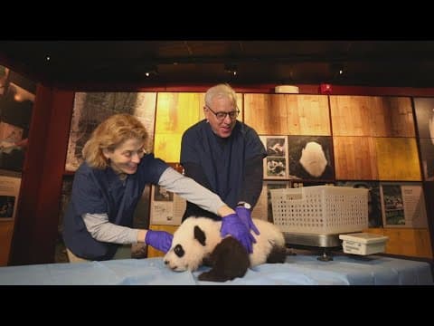 David Rubenstein pledges $10 million donation to National Zoo's giant panda conservation program