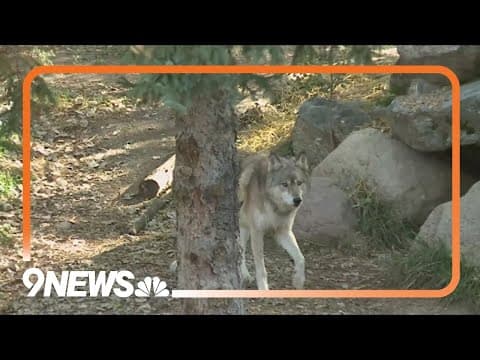 Canadian wolf relocated to Colorado dies in Wyoming, CPW says