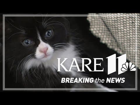 Animal Humane Society ends free spay/neuter program for feral cats, leaving rescuers scrambling to r