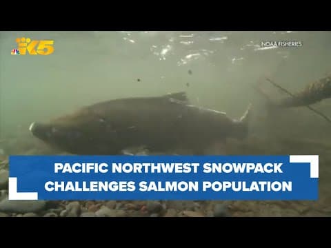 Pacific salmon face no shortage of challenges, shrinking snowpack high among them