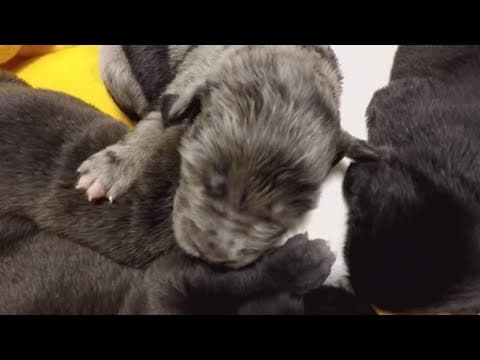 Franklin County Dog Shelter caring for 10 puppies found in freezing temperatures