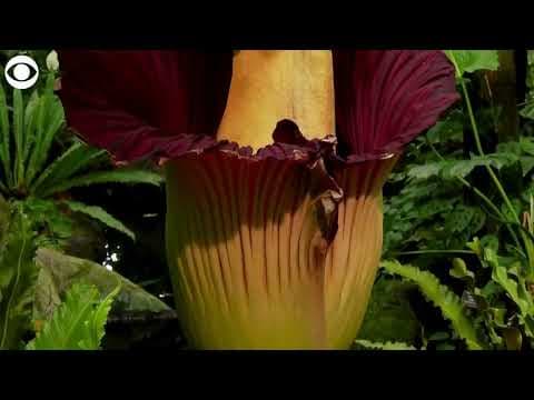 Rare corpse flower blooms at New York Botanical Garden