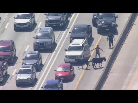 Cattle seen loose Monday on Houston highway after trailer breaks down