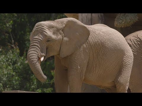 Denny Sanford Elephant Valley begins construction