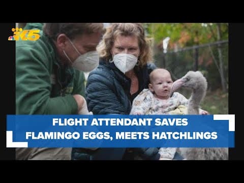 Alaska Airlines flight attendant saves 6 flamingo eggs after incubator fails mid-flight