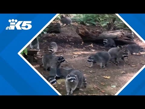 'Swarm of raccoons': Poulsbo woman startled after over 100 raccoons surround her home