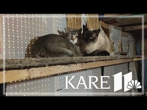 Community rallies to rescue dozens of cats living in deplorable conditions inside foreclosed home