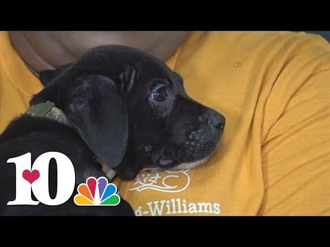 Smokey vs. The Wildcats: Young Williams Animal Center shares the importance of caring for animals