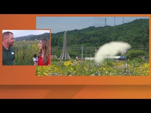 Aspire wildflower meadow sees 28 different plant species