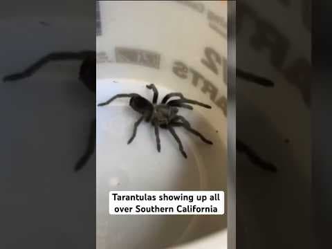 Tarantula sightings popping up in California | What to do if you find one in your home #spider