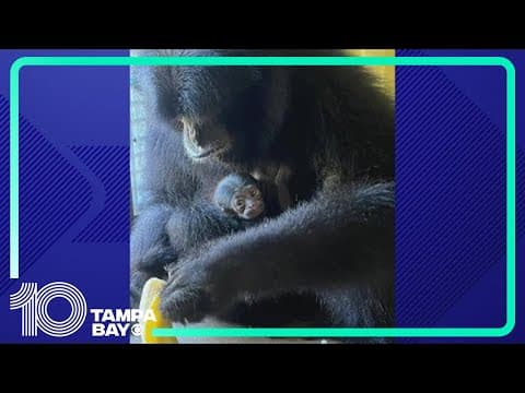 New, endangered baby animal born at ZooTampa