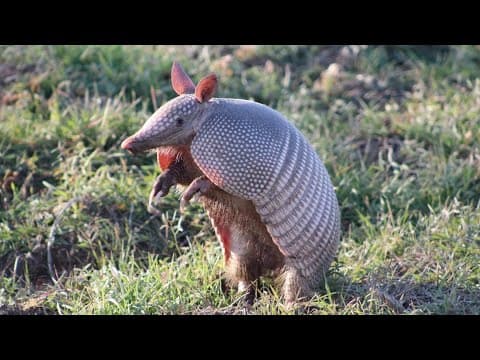 Armadillos are officially in Indiana, and they are expanding
