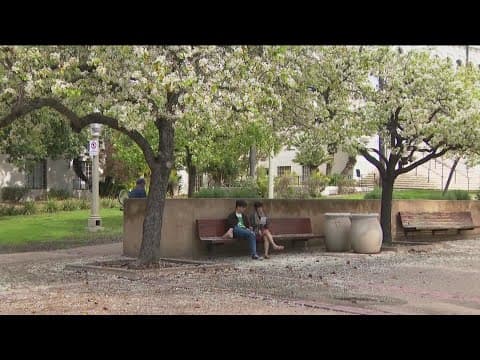 Balboa Park's ornamental pear trees begin to bloom