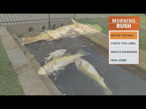Officials working to understand what killed 100s of fish in a local pond