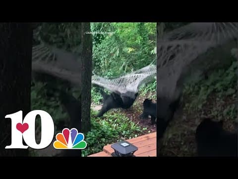 It's World Bear Day! We love our black bears in East Tennessee