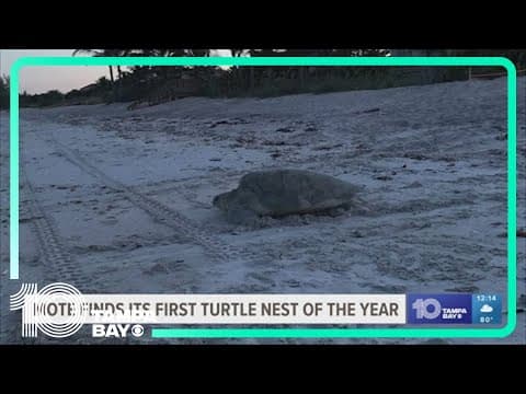 Sea turtle nesting season kicks off with first nest found on Venice Beach
