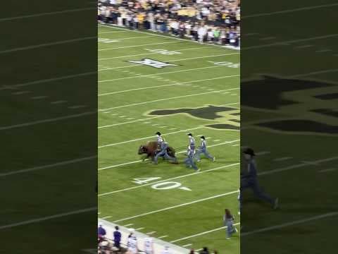Colorado mascot Ralphie VI leads team onto field before Kansas State football game