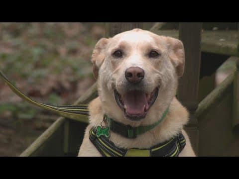 Rescue dog saves woman from coyote with rabies