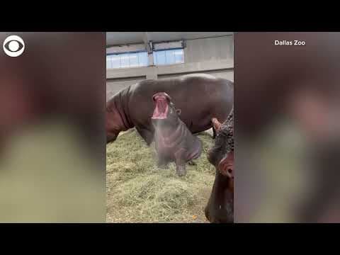 Baby hippo plays in hose water at Dallas Zoo