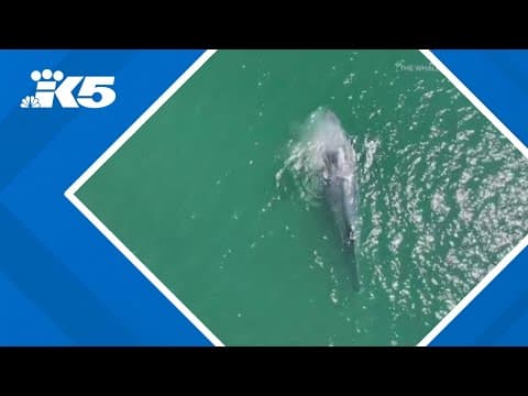 Researchers concerned about whale with severed fluke