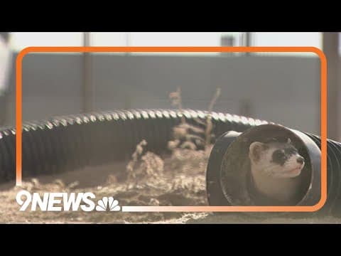 Colorado's black-footed ferret recovery efforts could be stunted by recent federal layoffs